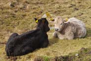 Isle of Harris - Western Isles Cattle