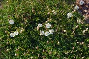 Sea Campion -  White Hebridean Wildflowers - Western Isles Flora