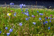 Machair - Wildflowers - Western Isles Wildflower Photos