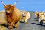 Highland Cows at Mealista - Isle of Lewis