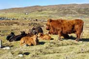 Cattle at Mealista - Western Isles Cattle Photographs