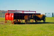 Western Isles Cattle at Scarista - Harris