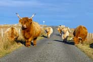 Highland Cows at Mealista - Isle of Lewis