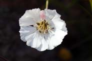 Sea Campion - Hebrides Flowers