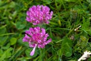 Red Clover -  Hebrides Flowers