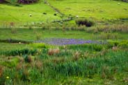 Colony of Purple Irises - Western Isles Flora