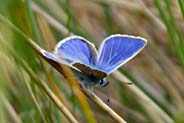 Common Blue Butterfly- Isle of Lewis  - Western Isles