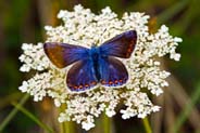 Female Common Blue Butterfly - Hebrides - Isle of Lewis