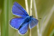 Common Blue Male Butterfly - Isle of Lewis  - Western Isles
