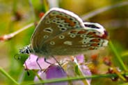 Common Blue Butterflies - Isle of Lewis  - Hebrides Butterfly Sightings