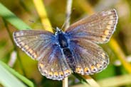 Isle of Lewis Insect Photos - Butterflies - Common Blue