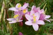 pink wildflowers growing on the cliff tops at Borve - Common Centaury