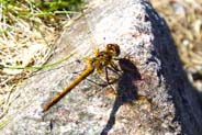Common Darter Darter Dragonfly - Western Isles Wildlife Sightings