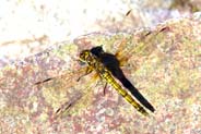 Common Darter Dragonfly - Western Isles Wildlife Sightings
