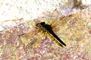Common Darter Dragonfly - Western Isles Wildlife 