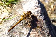 Common Darter Dragonflies - Isle of Lewis - Hebrides Wildlife Photographs