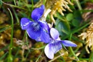 Common Dog Violets - Western Isles Flora