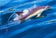 Dolphins - Lewis - Western Isles