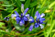 Blue Common Milkwort - Hebrides Flowers