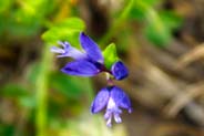 Common Milkwort - Western Isles Flora