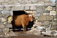 Hebridean Cows - Isle of Harris