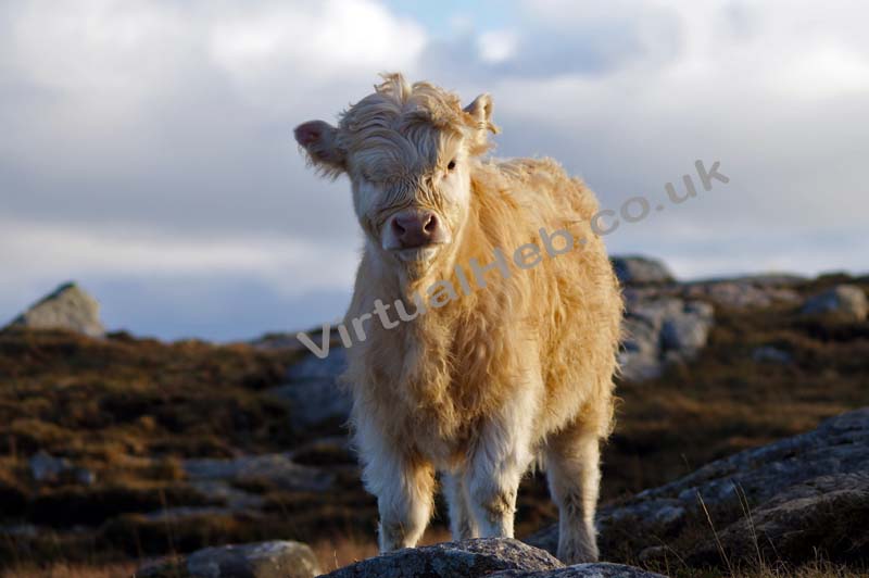 Highland Cows  - Isle of Harris