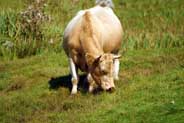 Highland Cows Isle of Harris - Western Isles