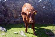 Cow - Isle of Lewis
