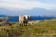 Cow at Bosta - Western Isles Cattle Photographs