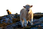 Hebridean Cows - Isle of Harris