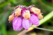 Cross Leaved Heath  Heather Flowers -  Pink Hebridean Wildflowers - Western Isles Flora