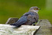 Cuckoo at Balallan -  Isle of Lewis