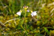 Cuckoo Flowers -  Pink Hebridean Wildflowers - Western Isles Flora
