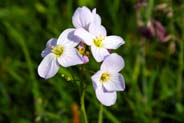 Cuckoo Flowers - Western Isles Flora