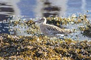 Curlew -  Western Isles