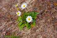 Wildflowers - Dasies - at Ghioradail - Western Isles