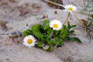 Daisies - Hebrides Flowers