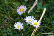 Daisies - Hebridean White Wildflowers - Western Isles Flora