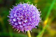 Purple Wildflowers - Devils Bit - Scabious- Hebrides Flowers