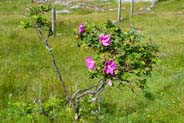 Dog Rose - Western Isles Flora