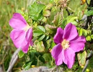 Pink Wildflowers Western Isles - Dog Rose