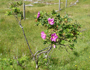 Pink Wildflowers - Dog Rose - Western Isles Flora
