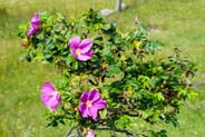 Yellow Wildflowers - Dog Rose - Hebrides Flowers