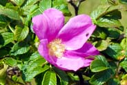 Dog Rose -   Pink Hebridean Wildflowers - Western Isles Flora
