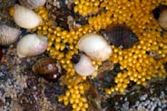 Whelks and Their Eggs - Hebrides - Isle of Lewis