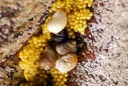 Dog Whelks - Hebrides - Isle of Lewis