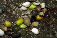 Dog Whelks - Hebrides - Isle of Lewis
