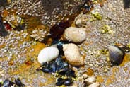 Whels and Sea Anemone - Hebrides - Isle of Lewis