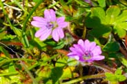 Pink Geranium - Wildflowers - Western Isles