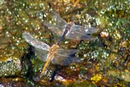 Dragonfly - Black Darters Mating at Tolsta - Hebrides  Wildlife Photos